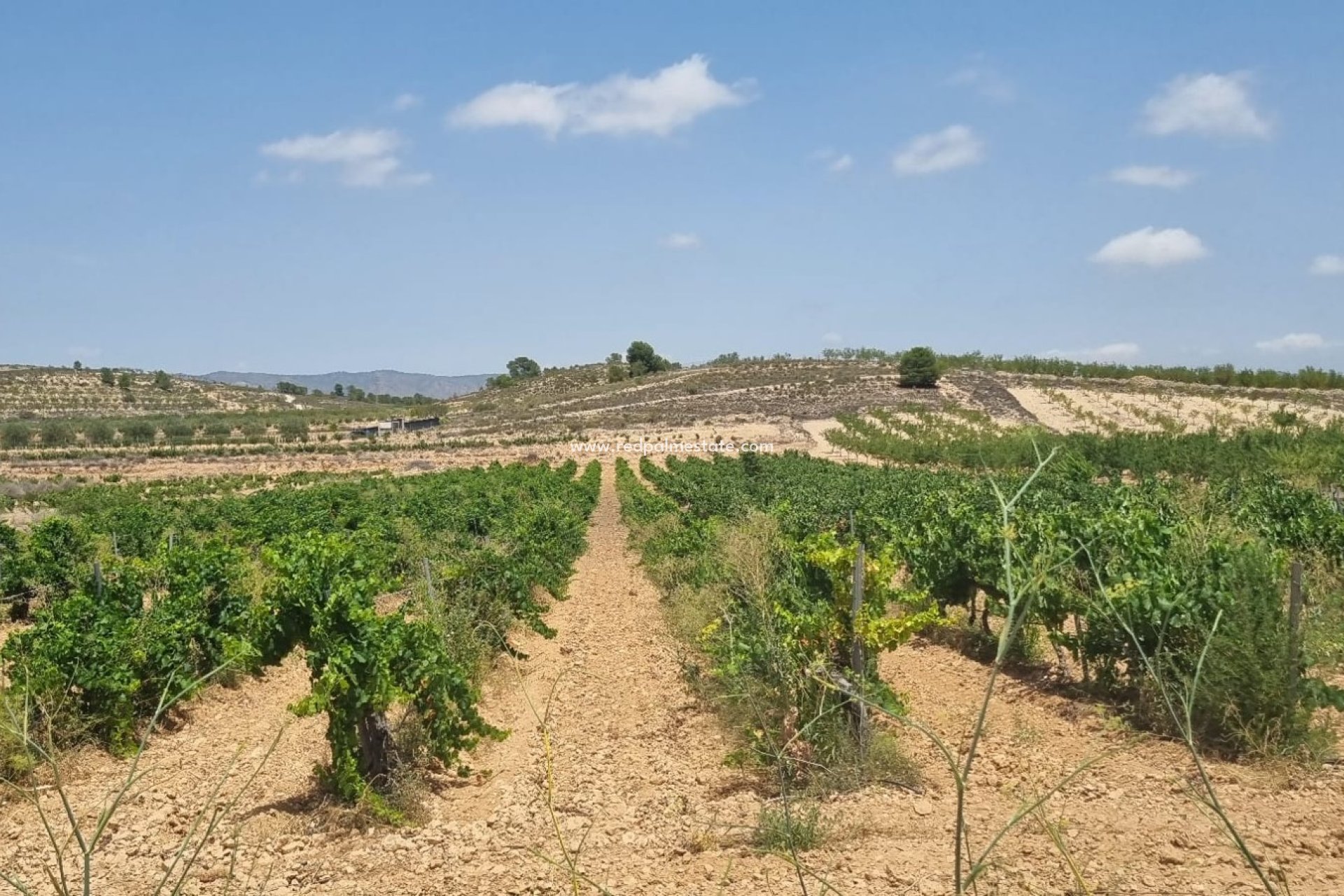 Resale - Plot -
Pinoso - Inland