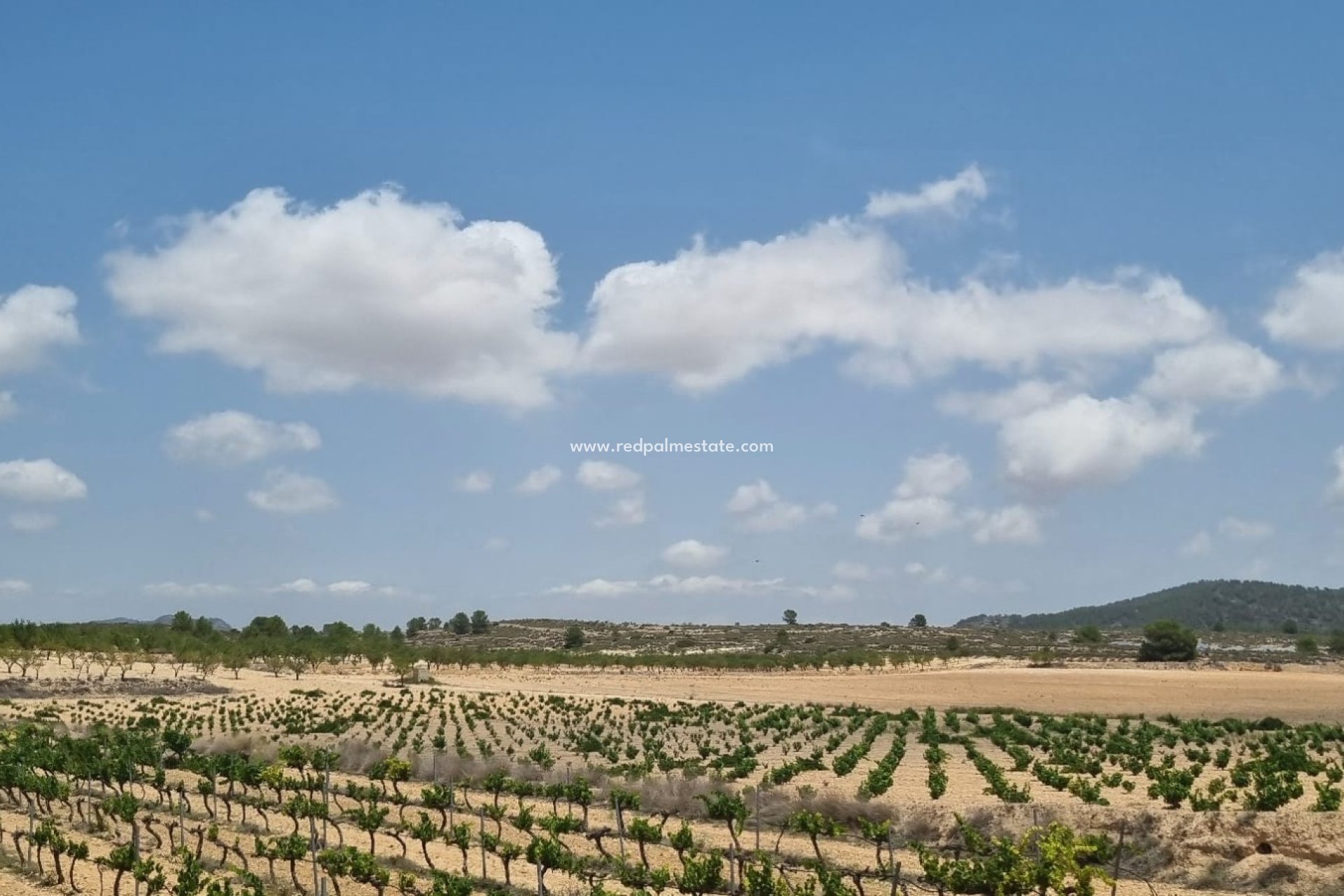 Resale - Plot -
Pinoso - Inland