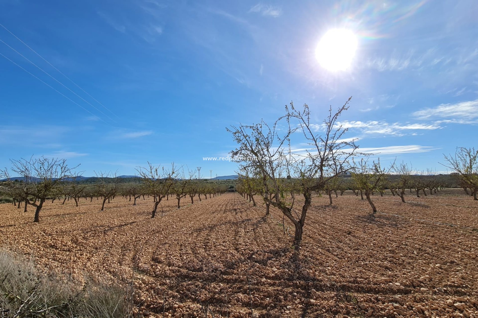 Resale - Plot -
Pinoso - Inland