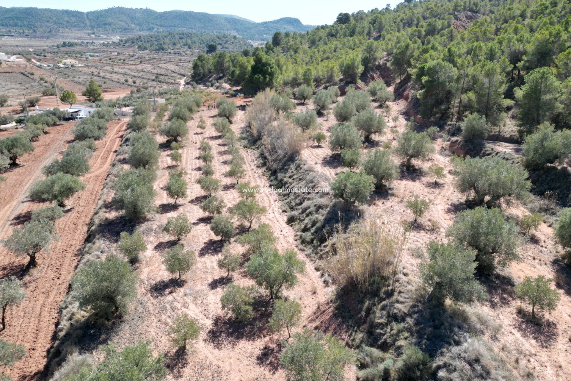 Resale - Plot -
Pinoso - Inland