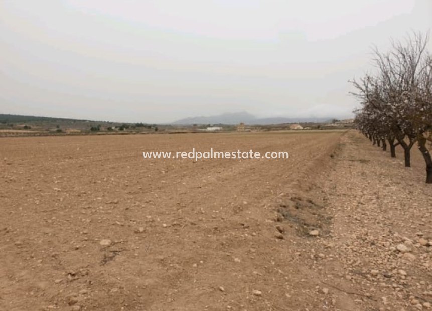 Resale - Plot -
Pinoso - Inland