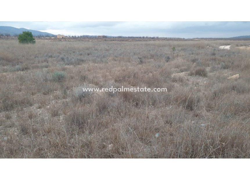 Resale - Plot -
Pinoso - Inland