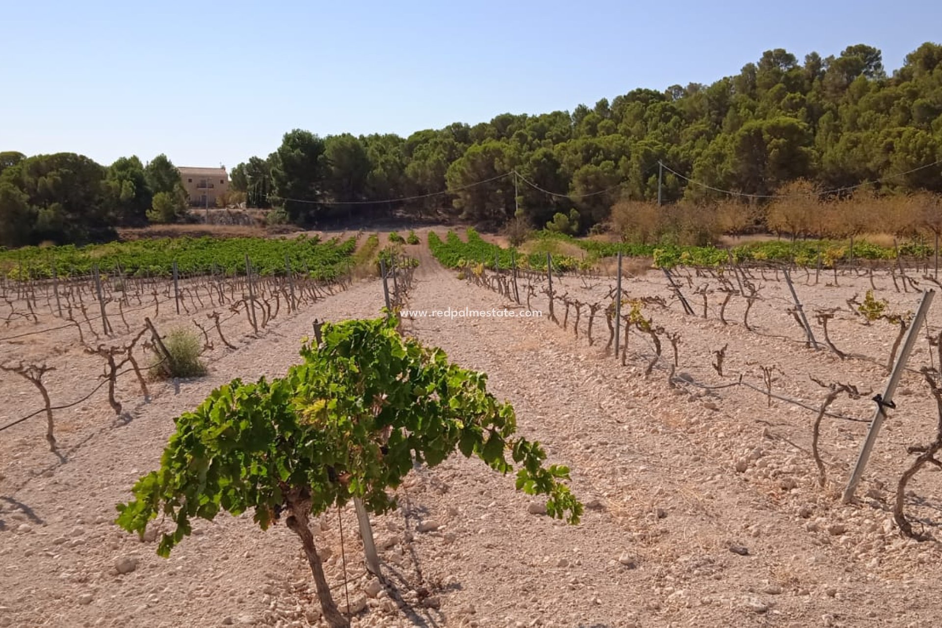 Resale - Plot -
Pinoso - Inland