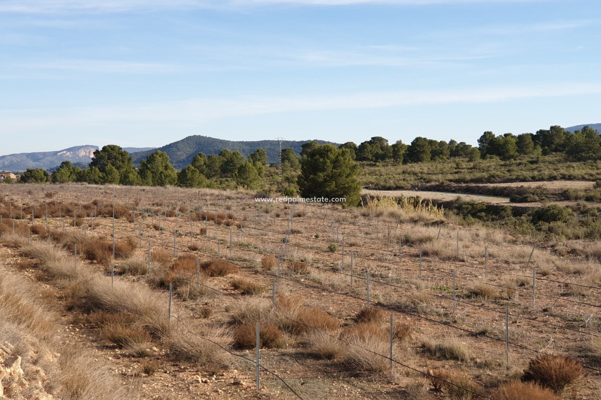 Resale - Plot -
Pinoso - Inland