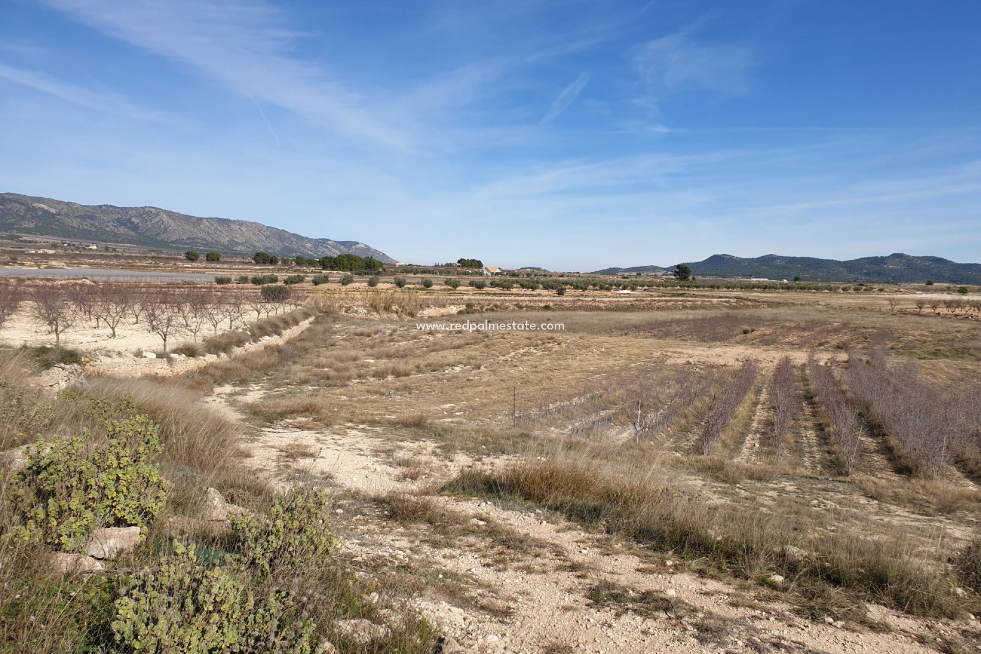 Resale - Plot -
Pinoso - Inland