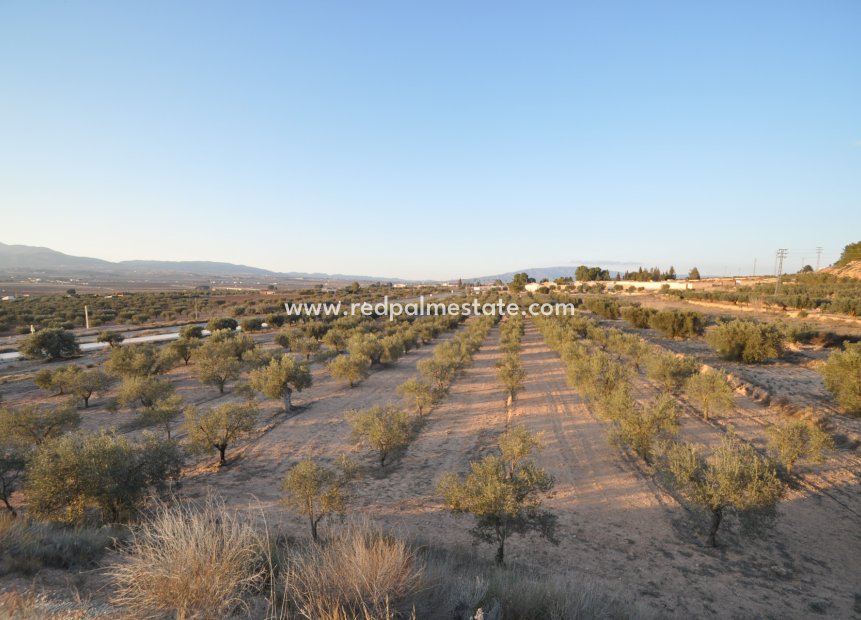 Resale - Plot -
Pinoso - Inland