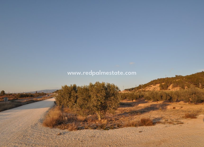 Resale - Plot -
Pinoso - Inland