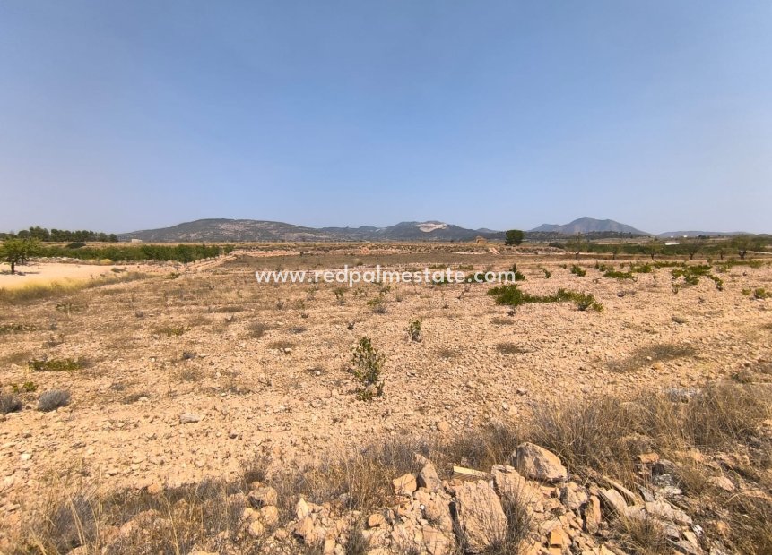 Resale - Plot -
Pinoso - Inland
