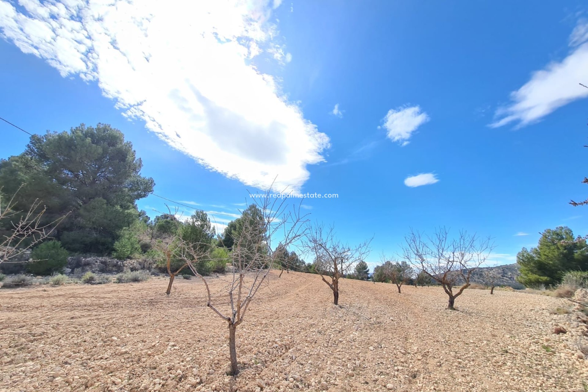 Resale - Plot -
Pinoso - Inland