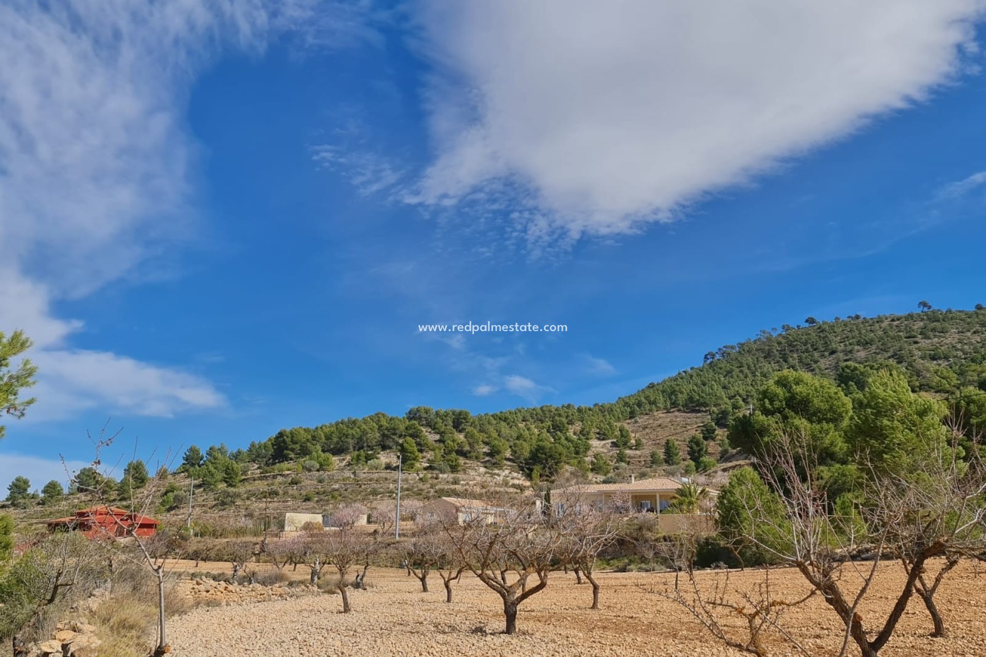 Resale - Plot -
Pinoso - Inland