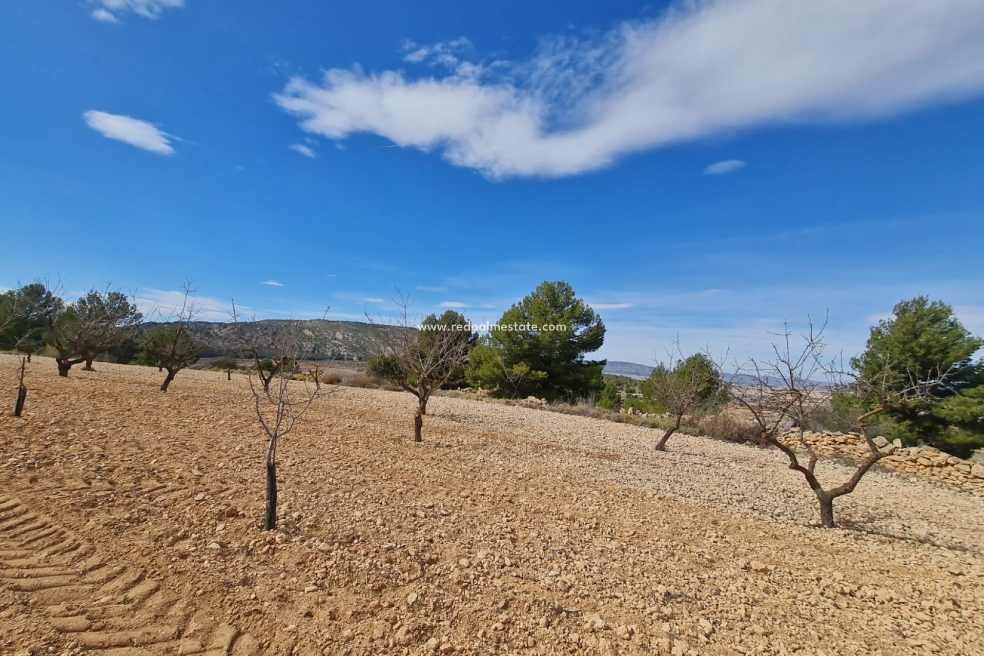 Resale - Plot -
Pinoso - Inland