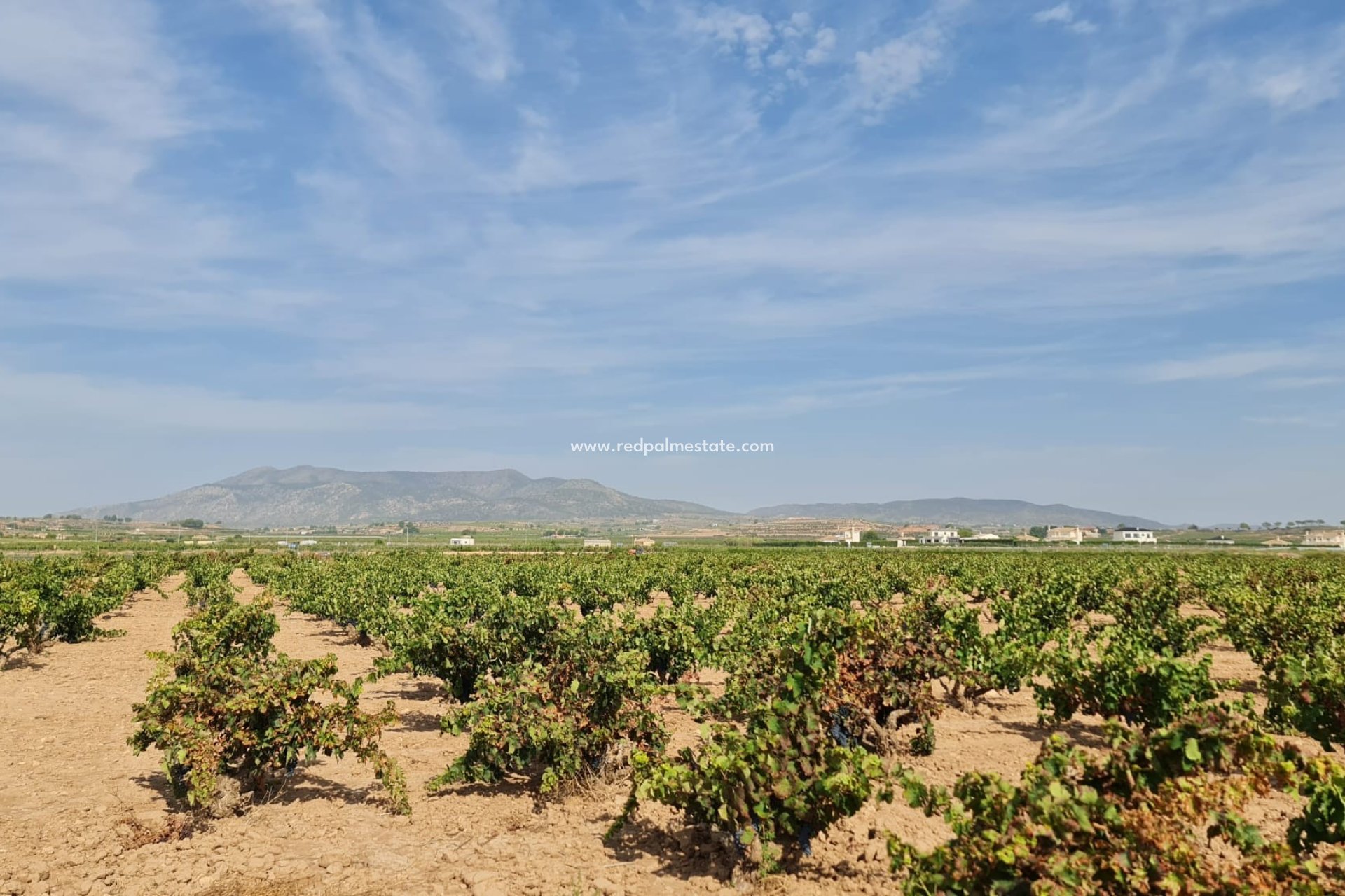 Resale - Plot -
Pinoso - Inland