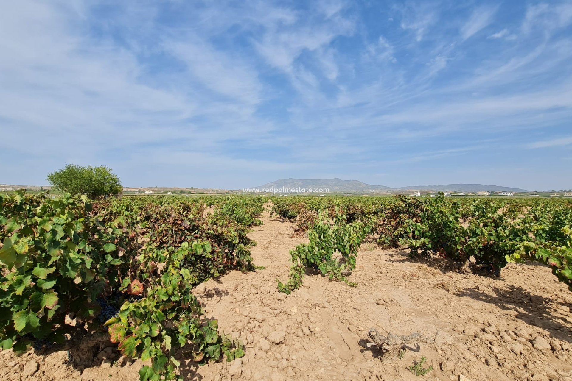 Resale - Plot -
Pinoso - Inland