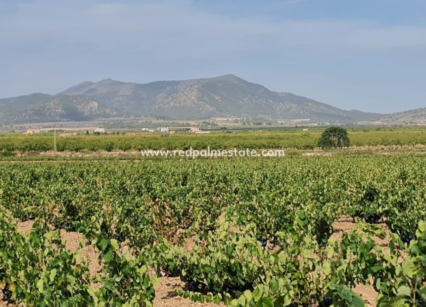Resale - Plot -
Pinoso - Inland