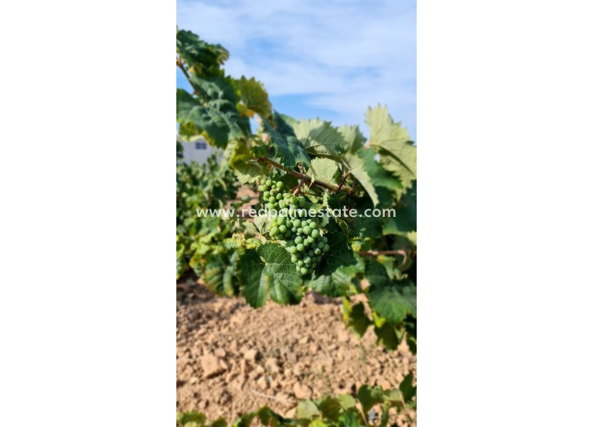 Resale - Plot -
Pinoso - Inland