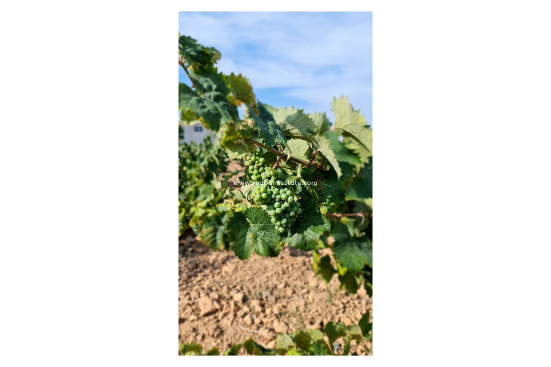 Resale - Plot -
Pinoso - Inland