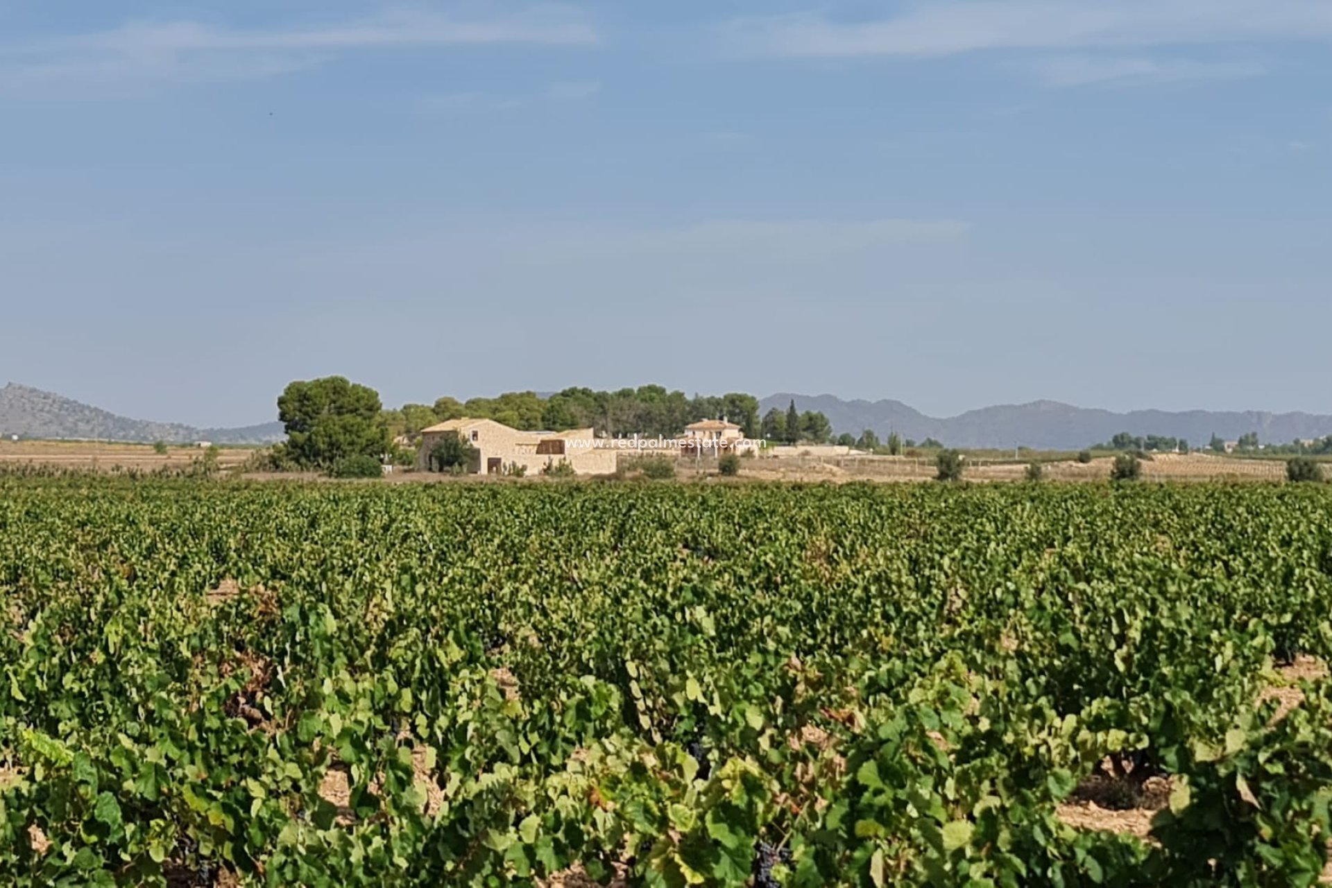 Resale - Plot -
Pinoso - Inland