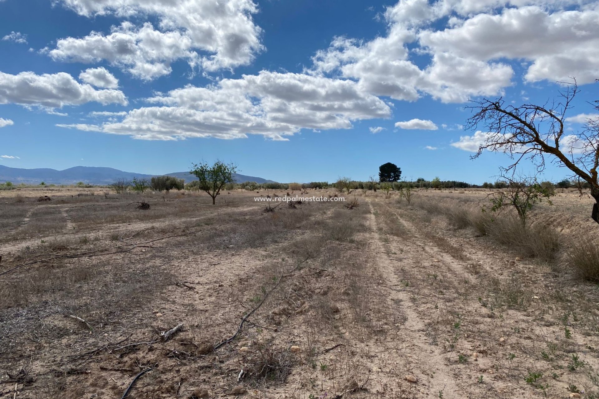Resale - Plot -
Pinoso - Inland