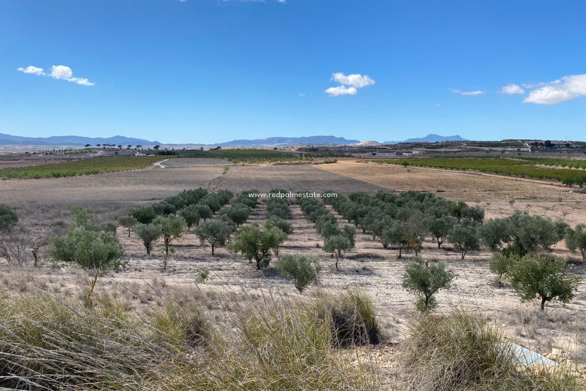 Resale - Plot -
Pinoso - Inland