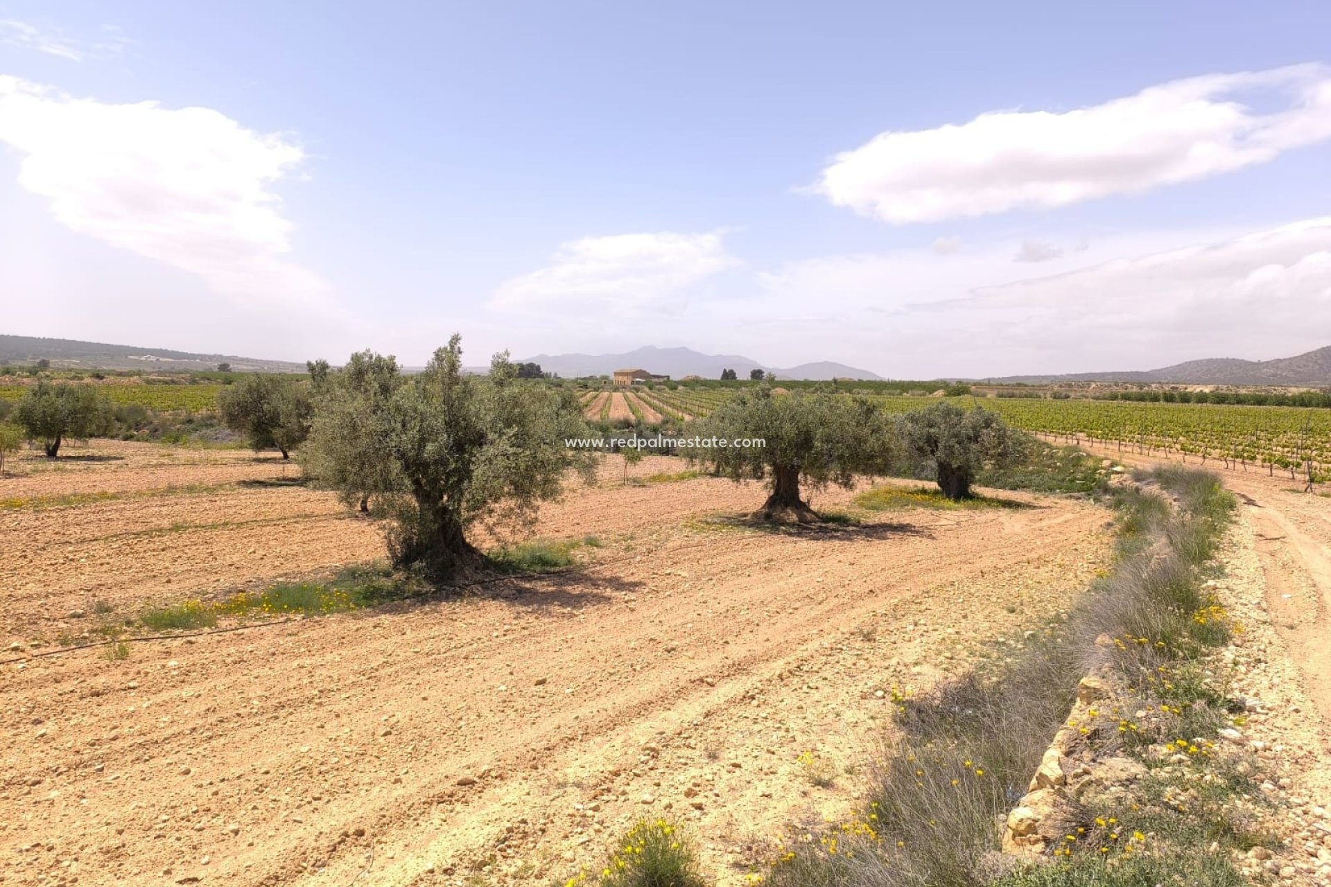 Resale - Plot -
Pinoso - Inland