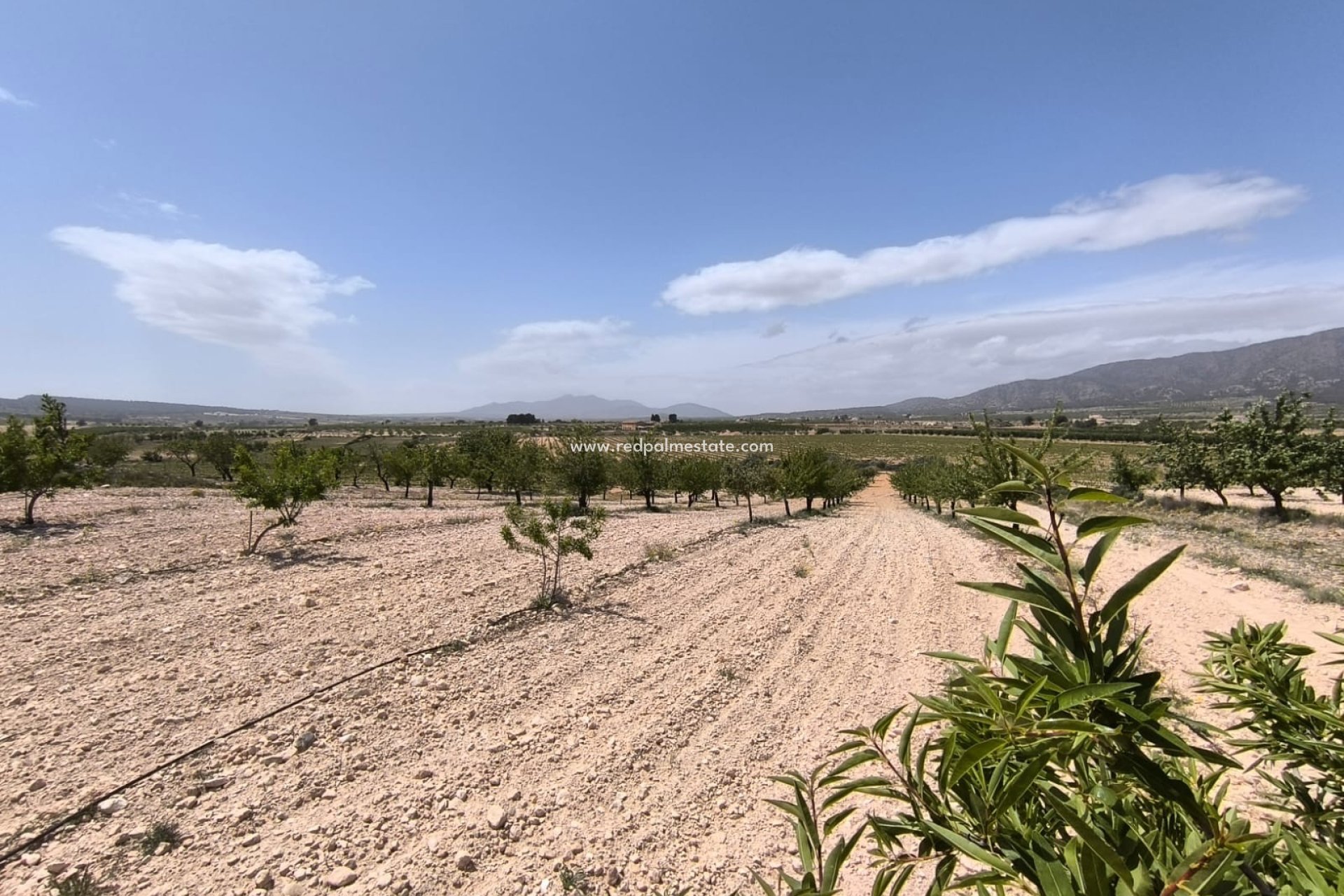 Resale - Plot -
Pinoso - Inland