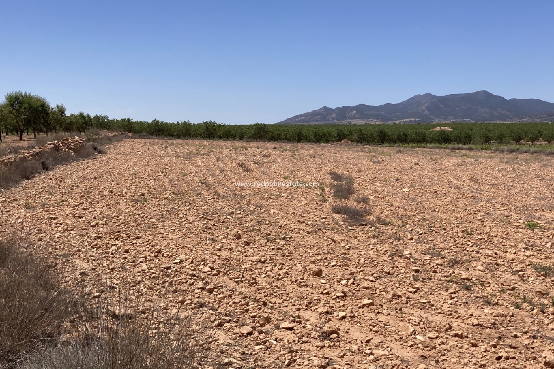 Resale - Plot -
Pinoso - Inland