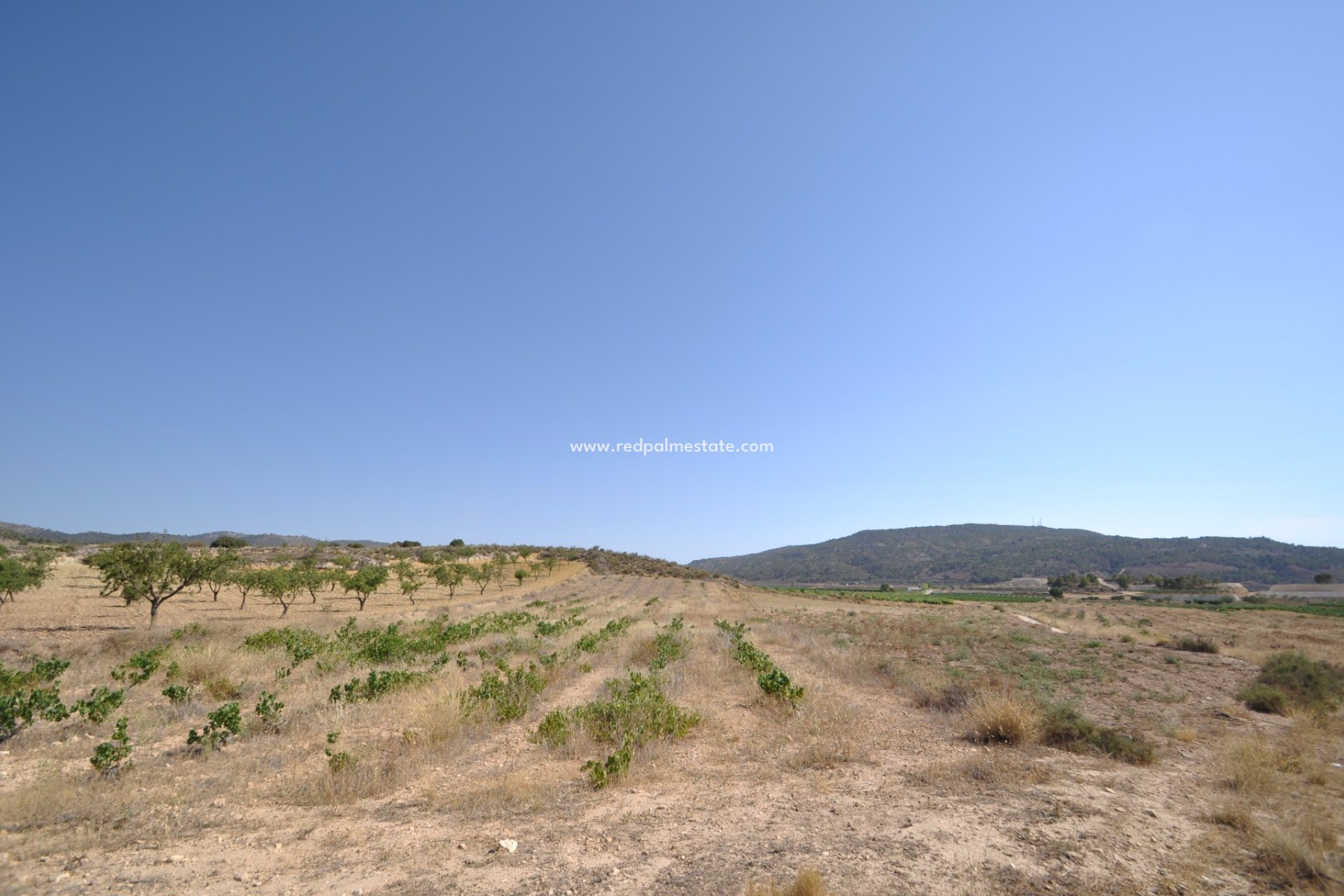 Resale - Plot -
Pinoso - Inland