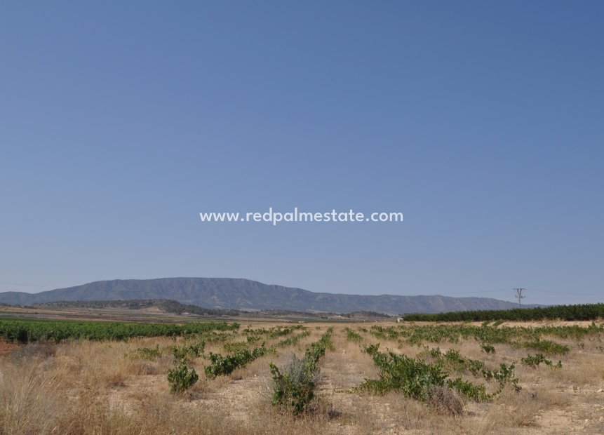 Resale - Plot -
Pinoso - Inland