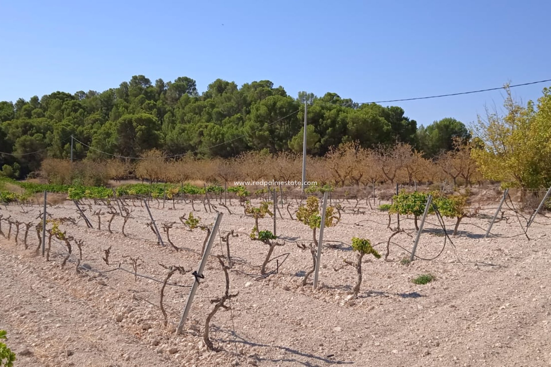 Resale - Plot -
Pinoso - Inland