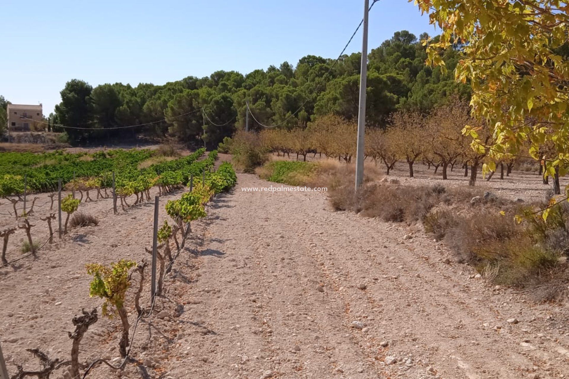 Resale - Plot -
Pinoso - Inland