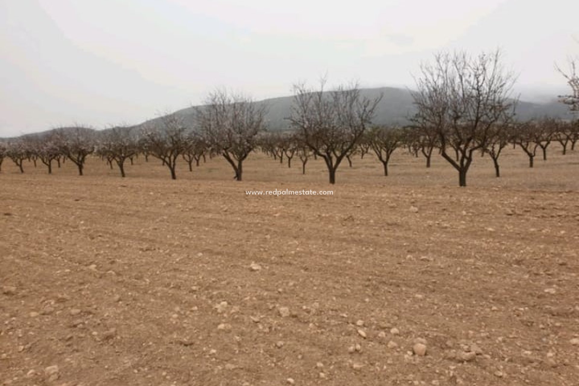 Resale - Plot -
Pinoso - Inland