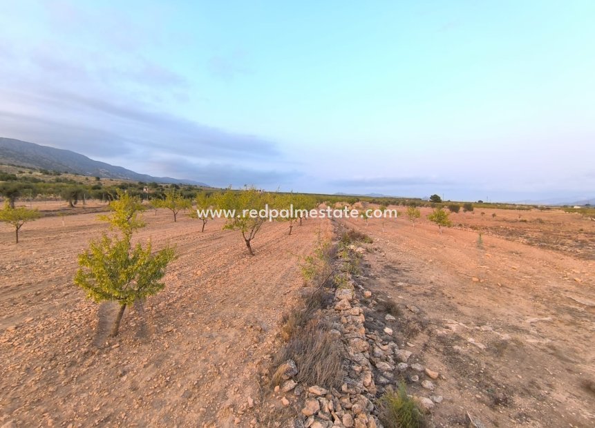 Resale - Plot -
Pinoso - Inland