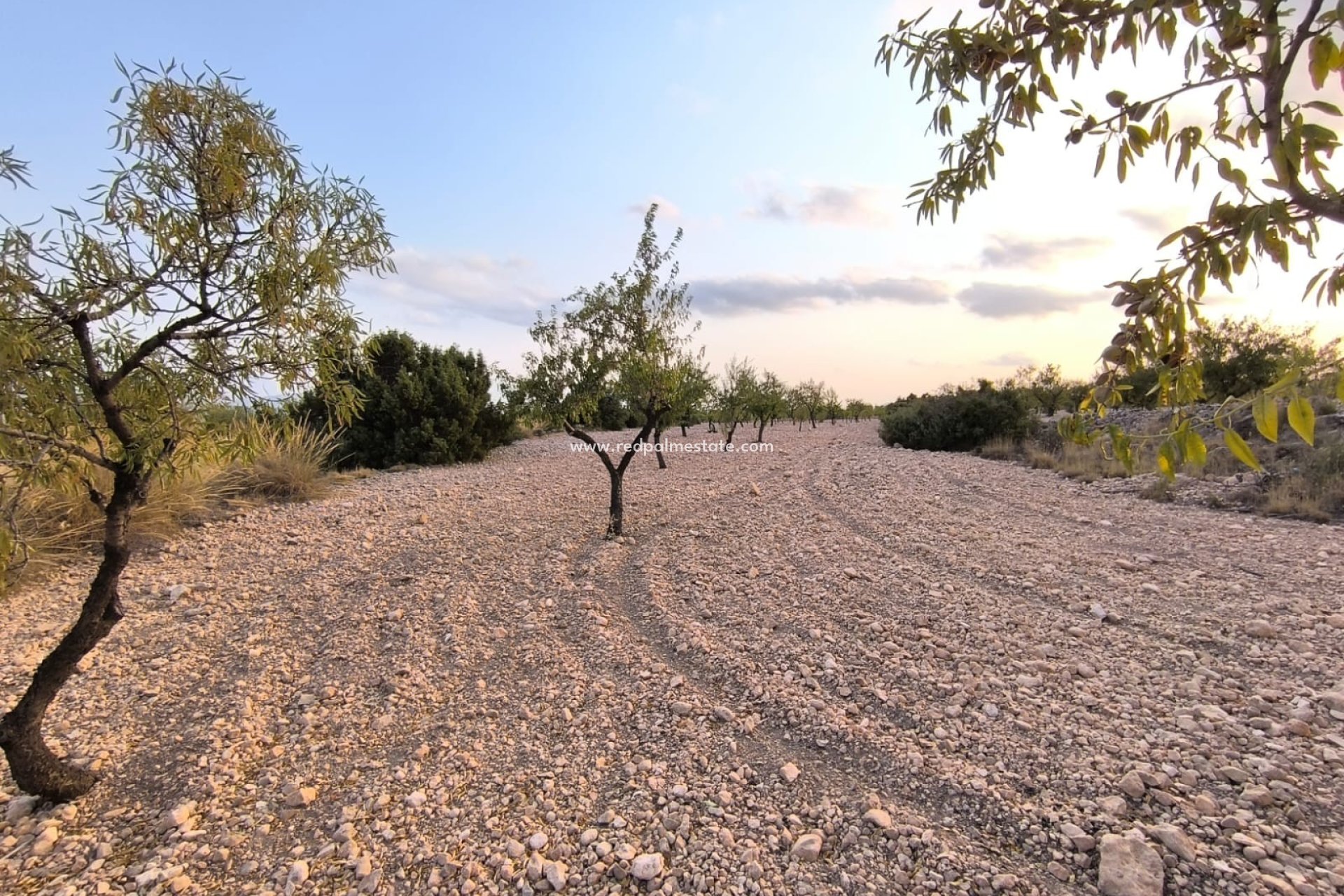 Resale - Plot -
Pinoso - Inland