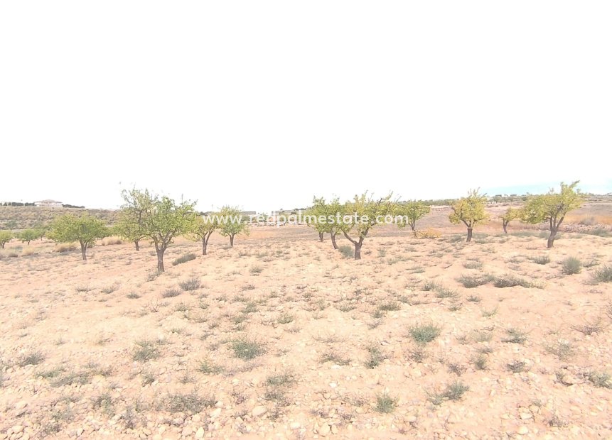 Resale - Plot -
Pinoso - Inland