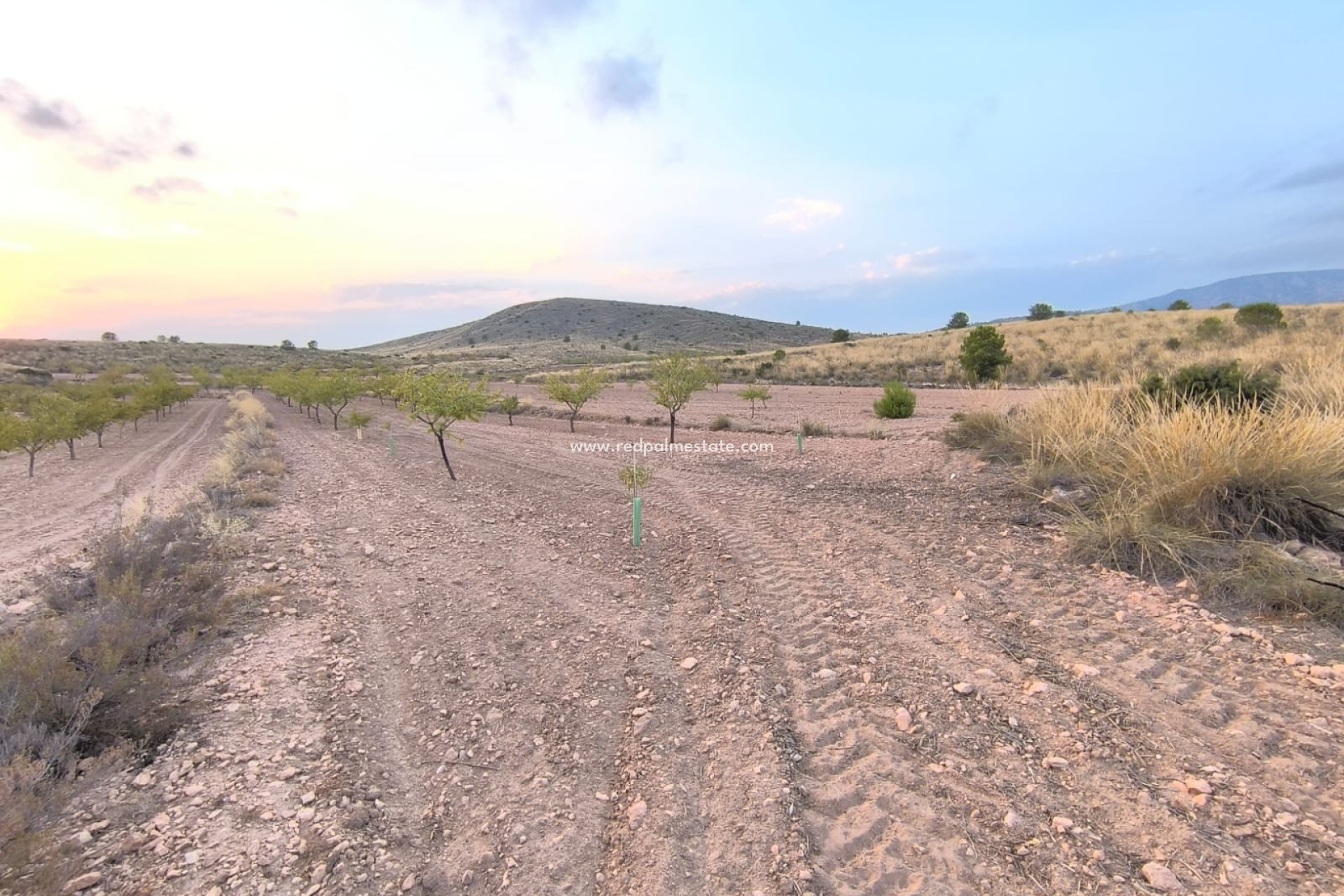 Resale - Plot -
Pinoso - Inland