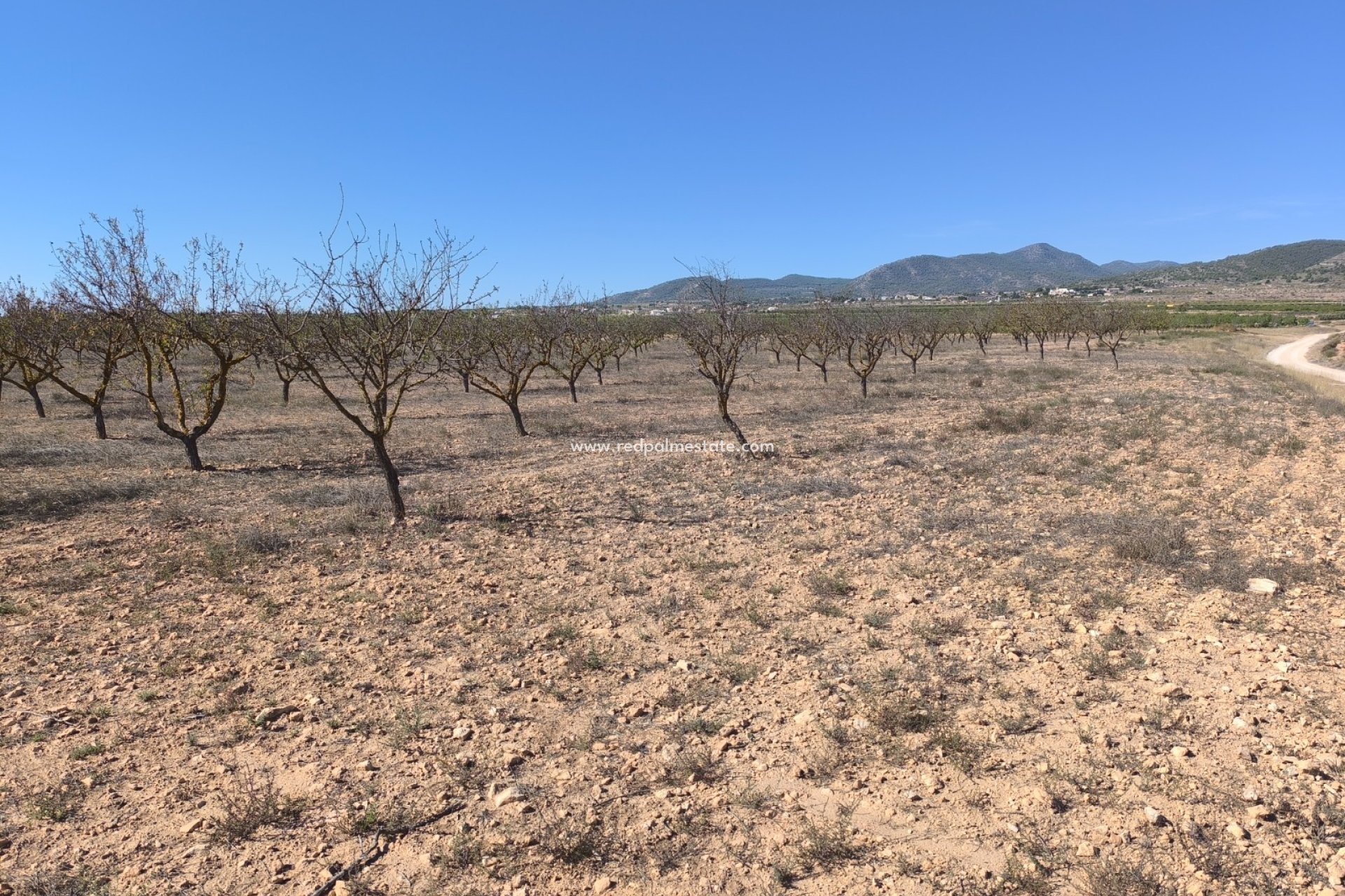 Resale - Plot -
Pinoso - Inland