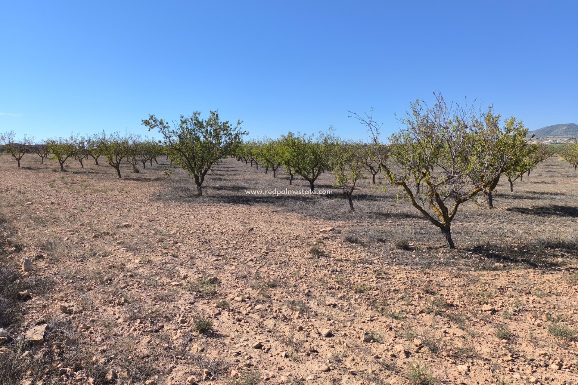 Resale - Plot -
Pinoso - Inland