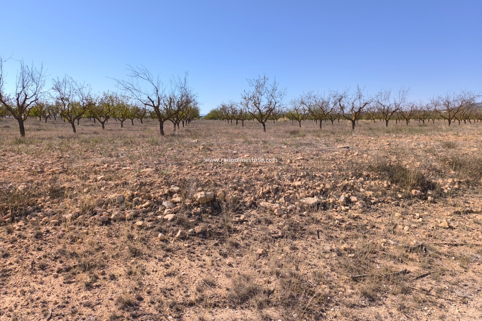 Resale - Plot -
Pinoso - Inland