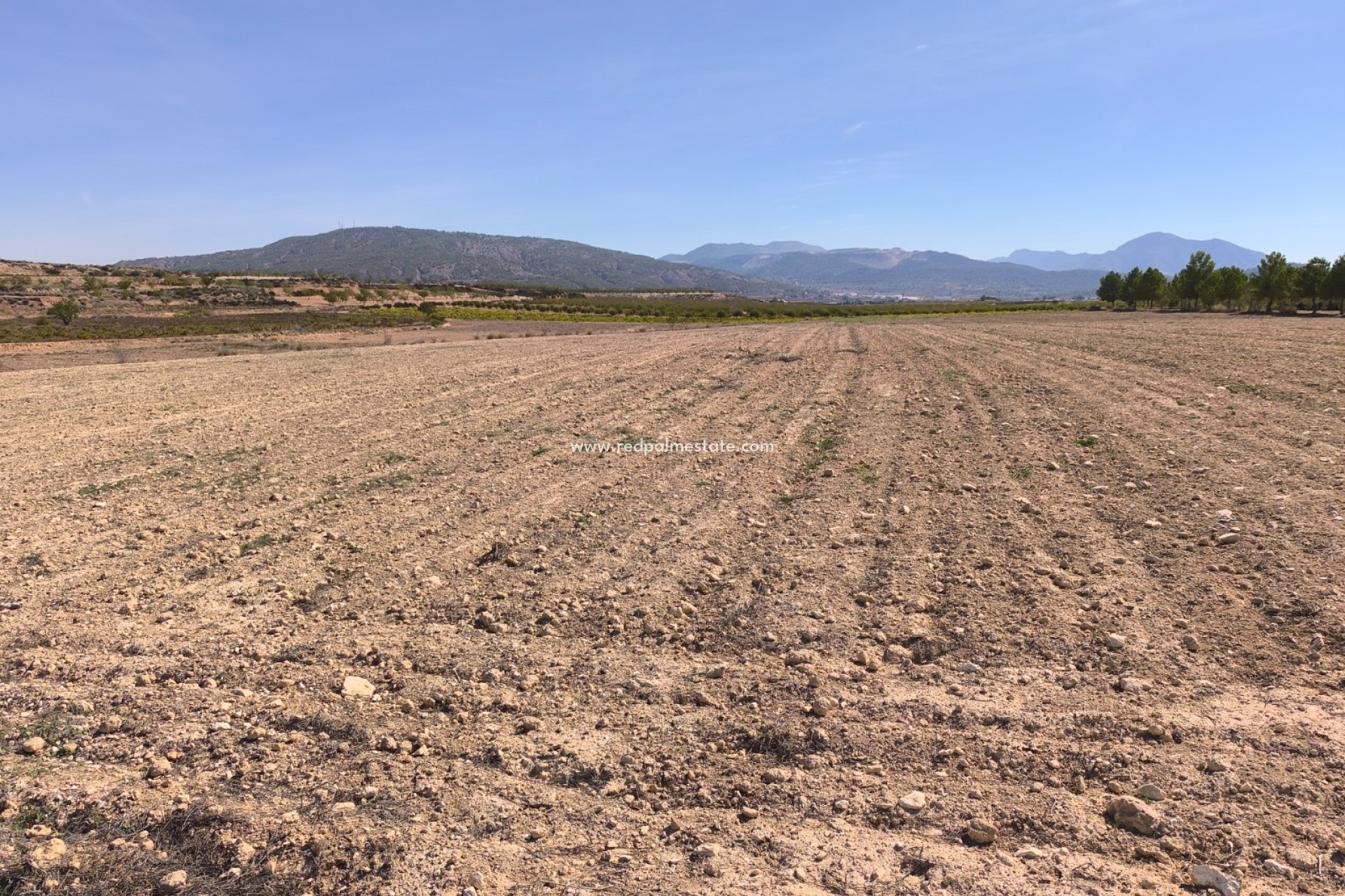 Resale - Plot -
Pinoso - Inland
