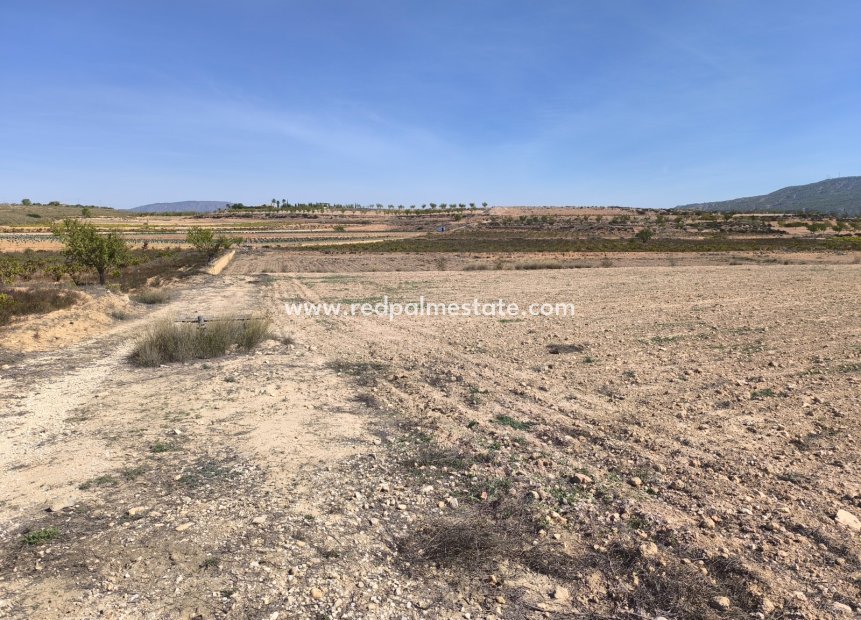 Resale - Plot -
Pinoso - Inland