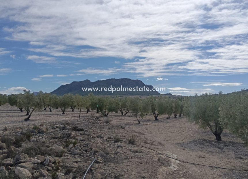 Resale - Plot -
Salinas - Inland