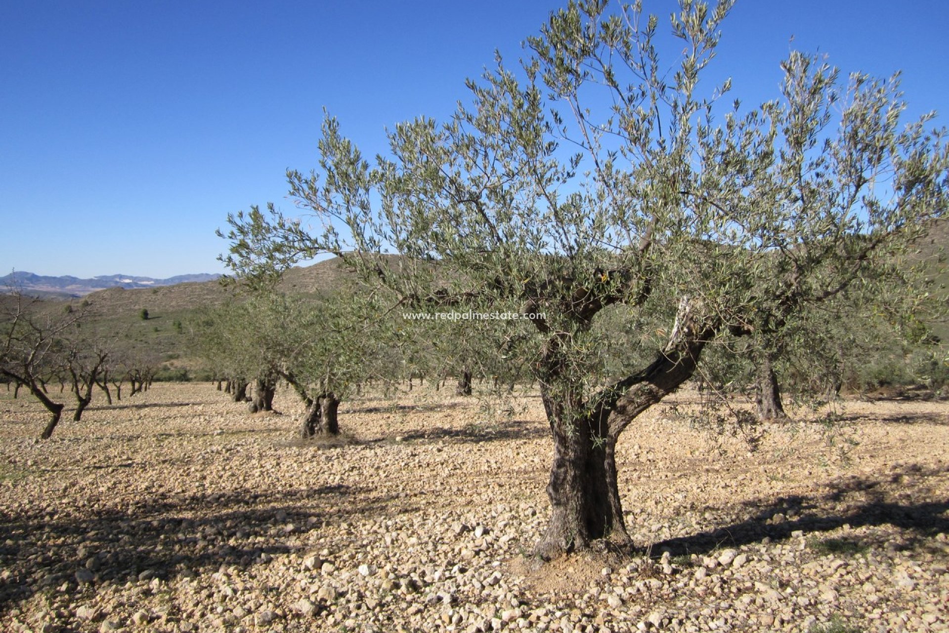 Resale - Plot -
Villena - Inland