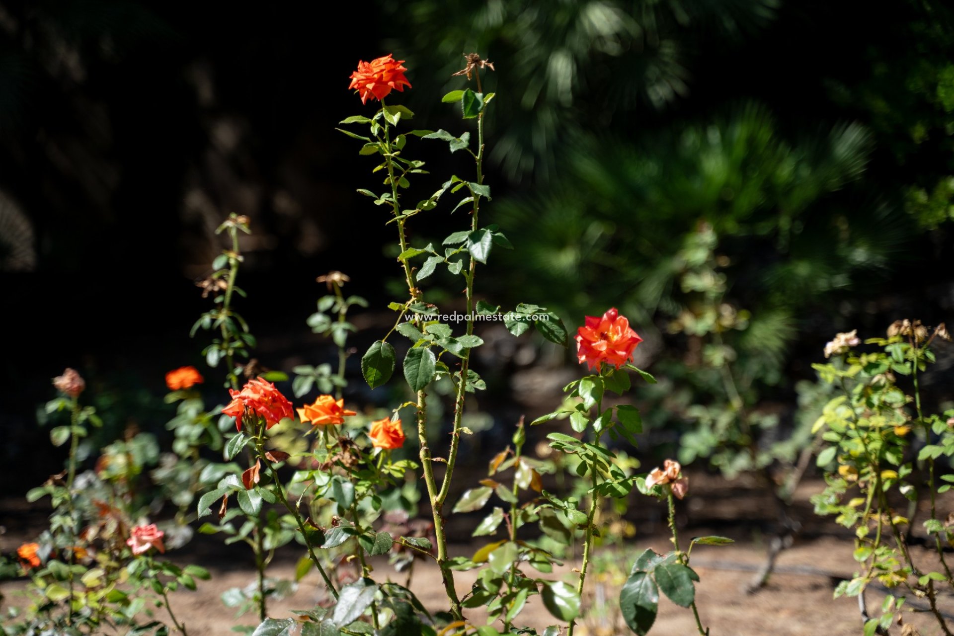 Resale - Villa -
Alcoy - Inland