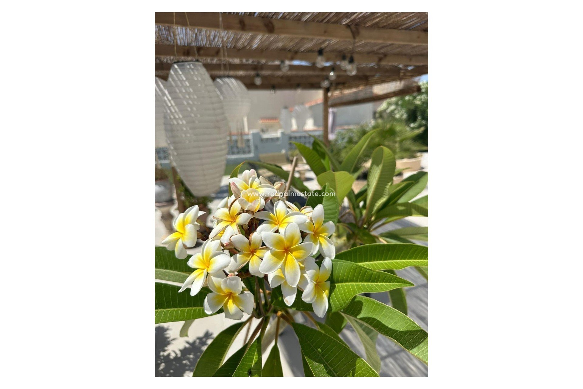 Resale - Villa -
Torrevieja - La Siesta - El Salado -  Torreta