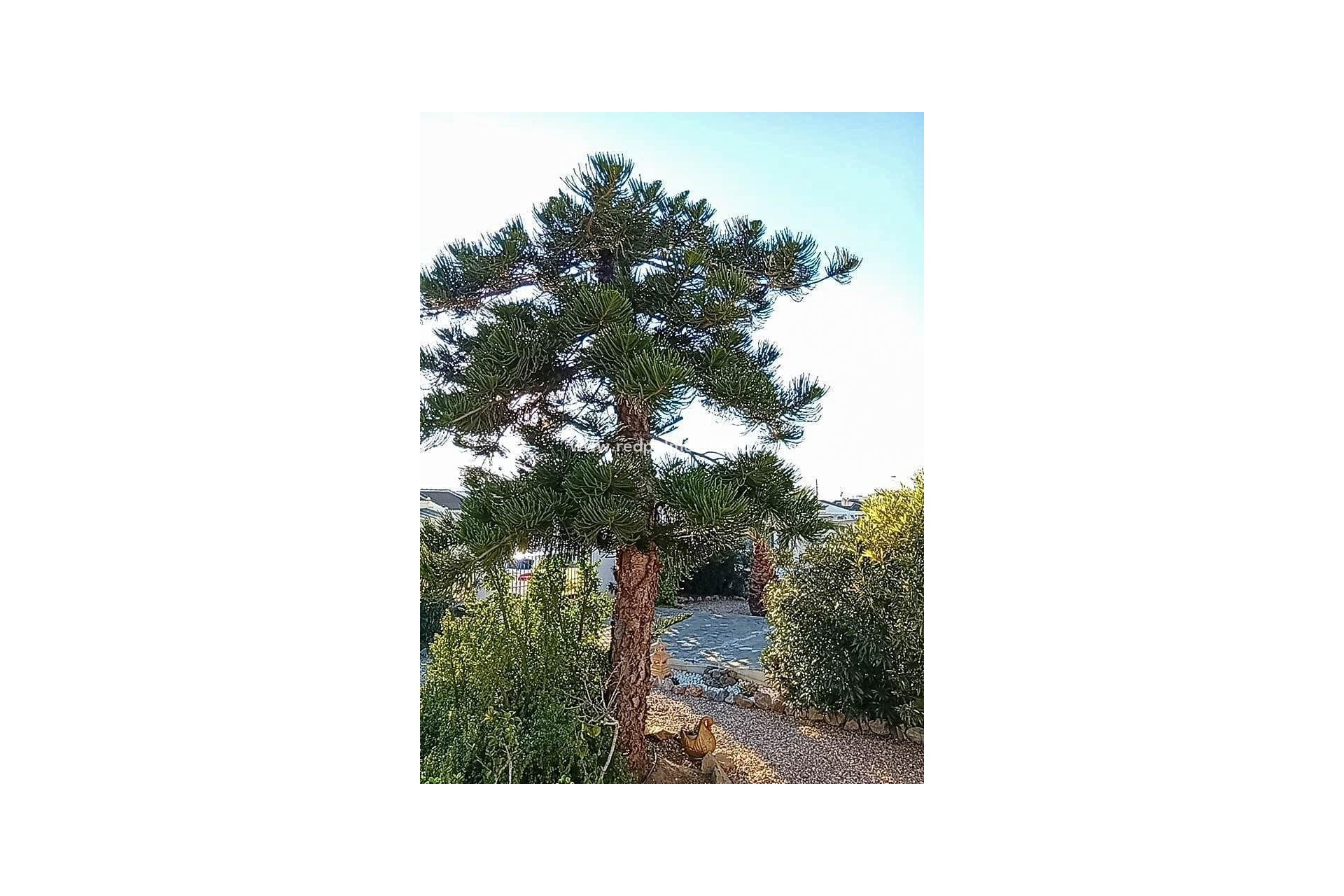 Resale - Villa -
Torrevieja - La Siesta - El Salado - Torreta