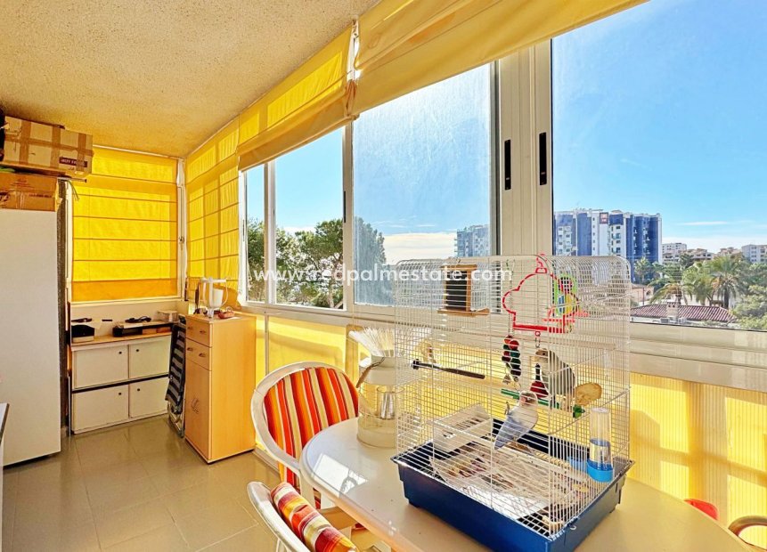 Reventa - Apartmentos -
Torrevieja