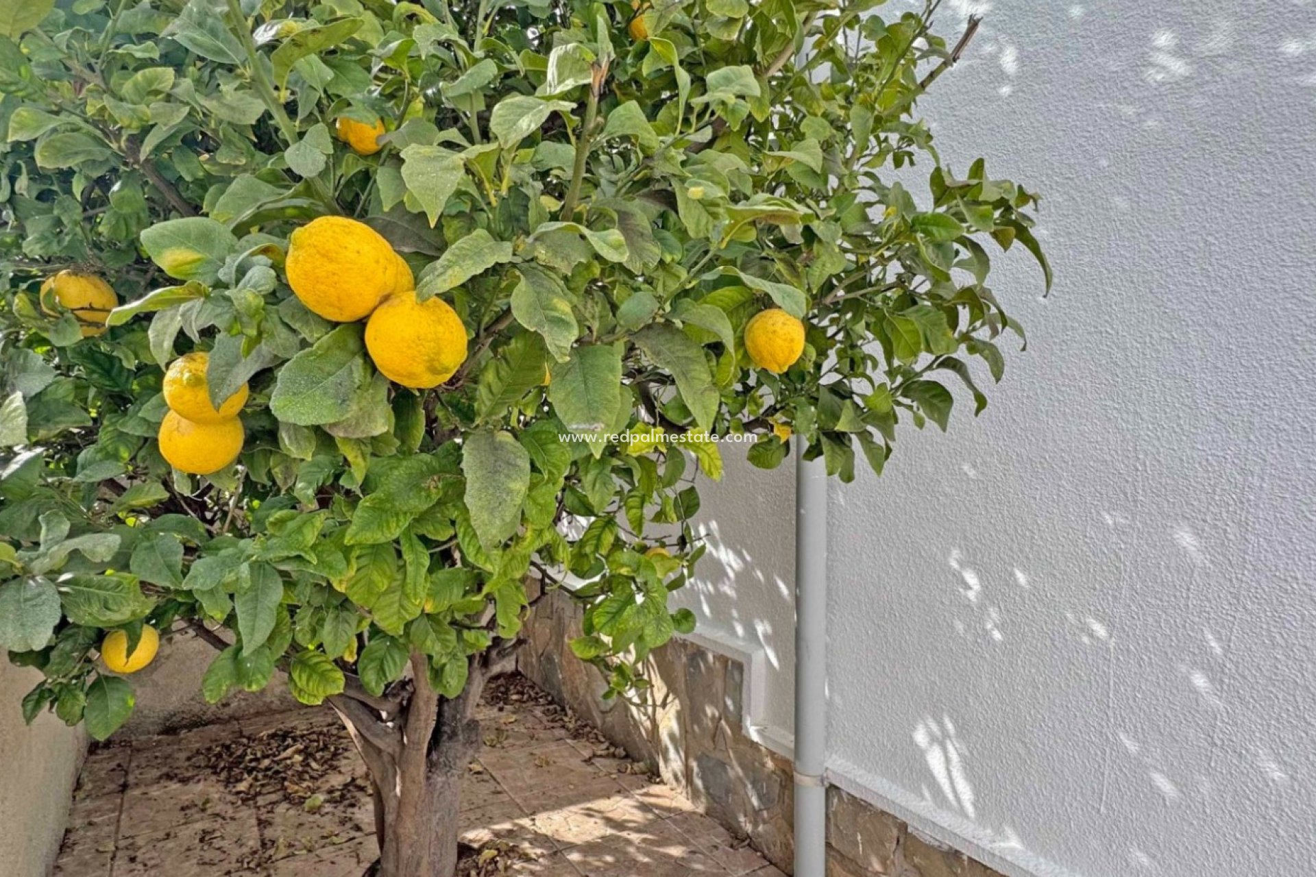 Reventa - Casa Adosada -
San Miguel de Salinas - Inland