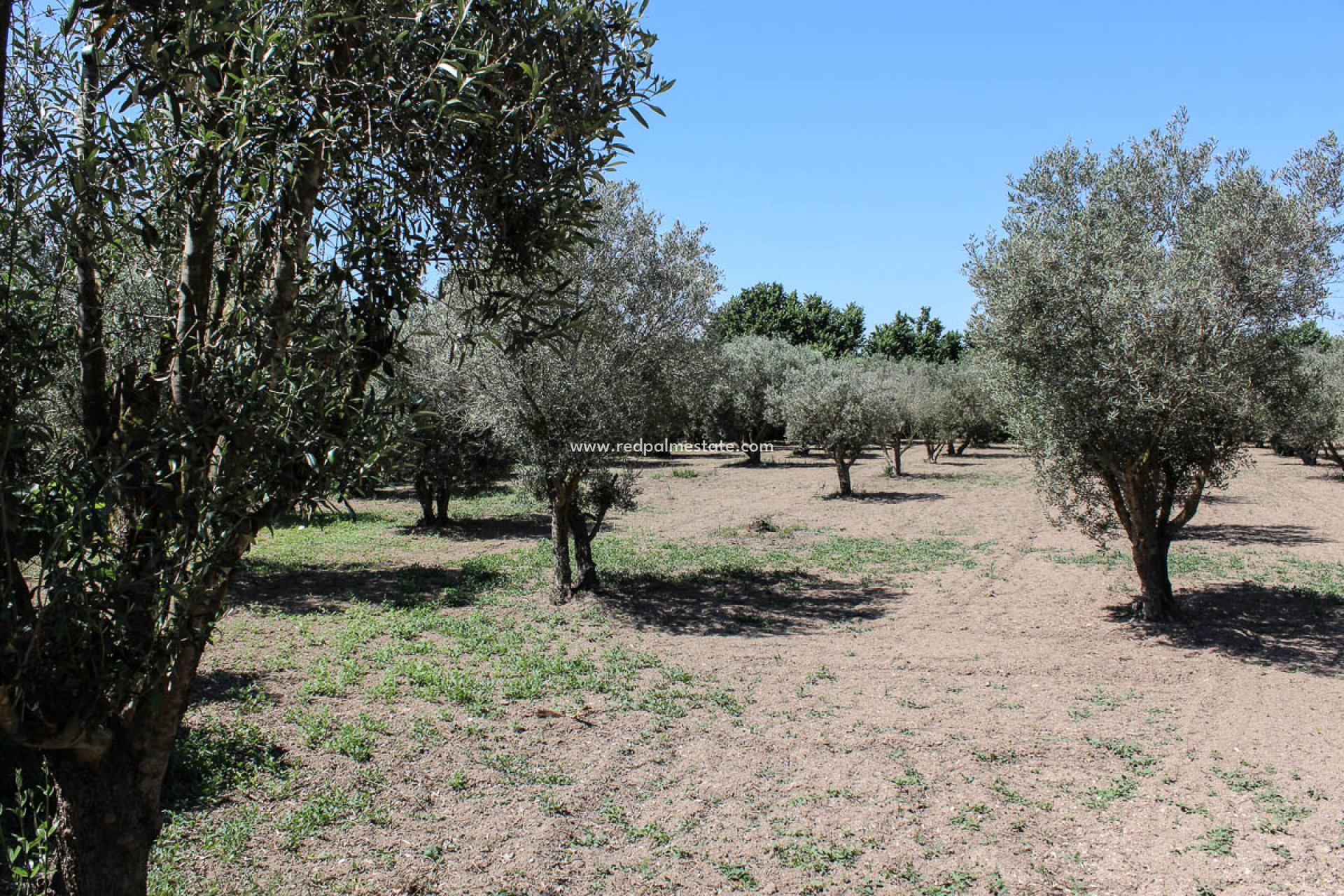 Reventa - Finca -
Almoradí