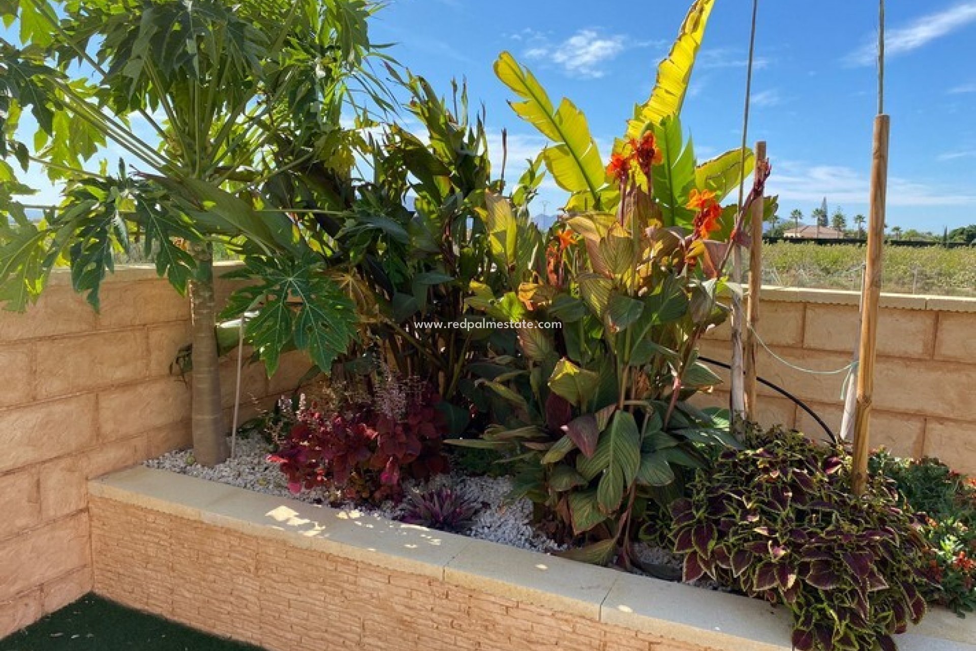 Reventa - Finca / Propiedad de Campo -
Albatera - Inland