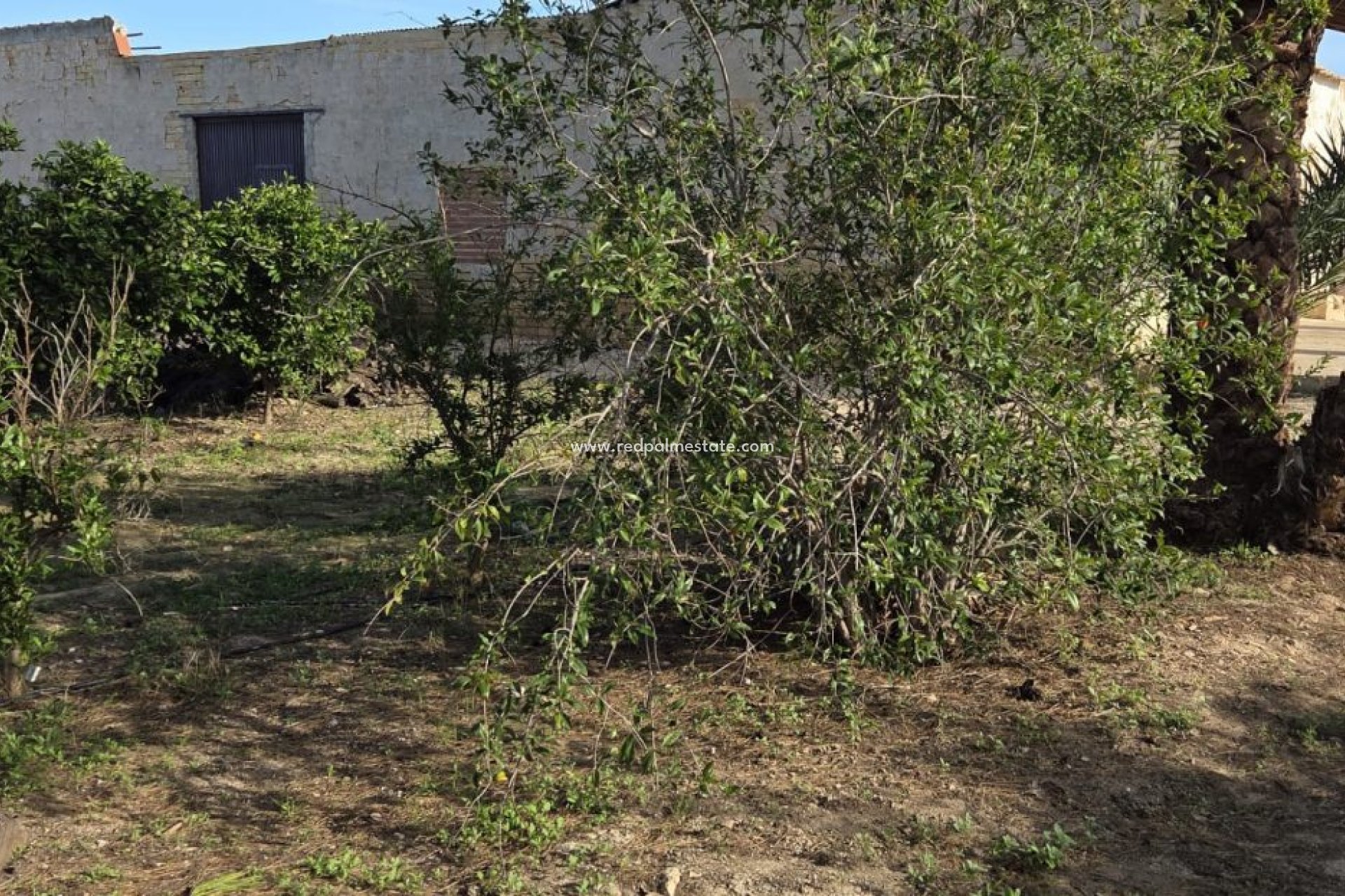 Reventa - Finca / Propiedad de Campo -
Albatera - Inland